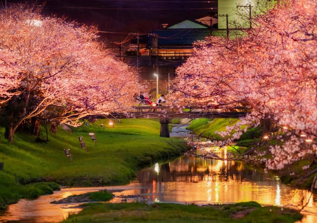 この春絶対行きたい♡人力車に乗って400本の夜桜をながめる絶景お花見体験