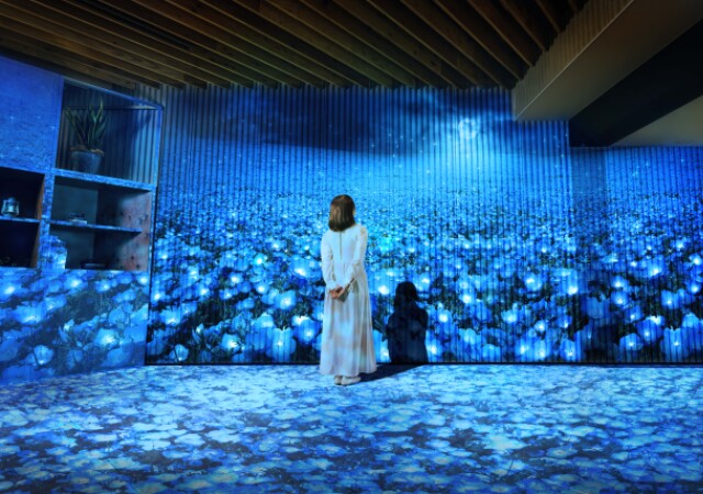 ひたち海浜公園のネモフィラが24時間たのしめる？！この春限定の特別体験