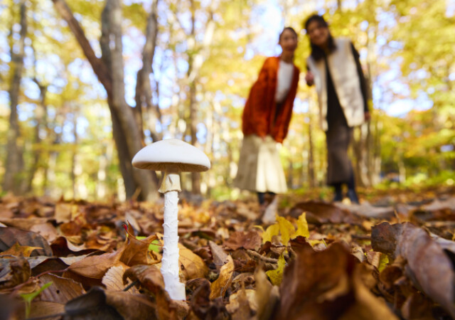 奥入瀬渓流で知られざる世界に迫る！さんぽと限定スイーツ＆ガチャで秋を満喫♡