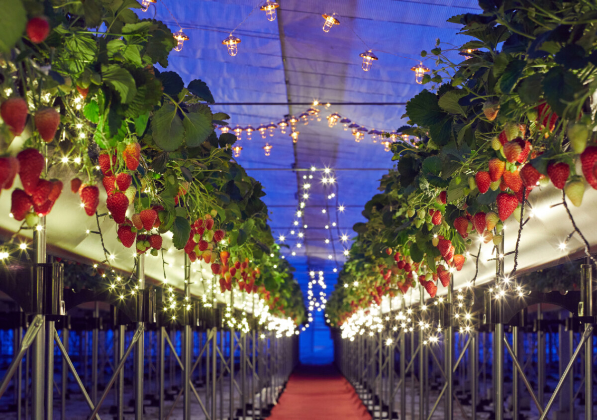 いちご狩りからビュッフェ、食べ比べまで♡いちごを堪能できる旅プラン4選
