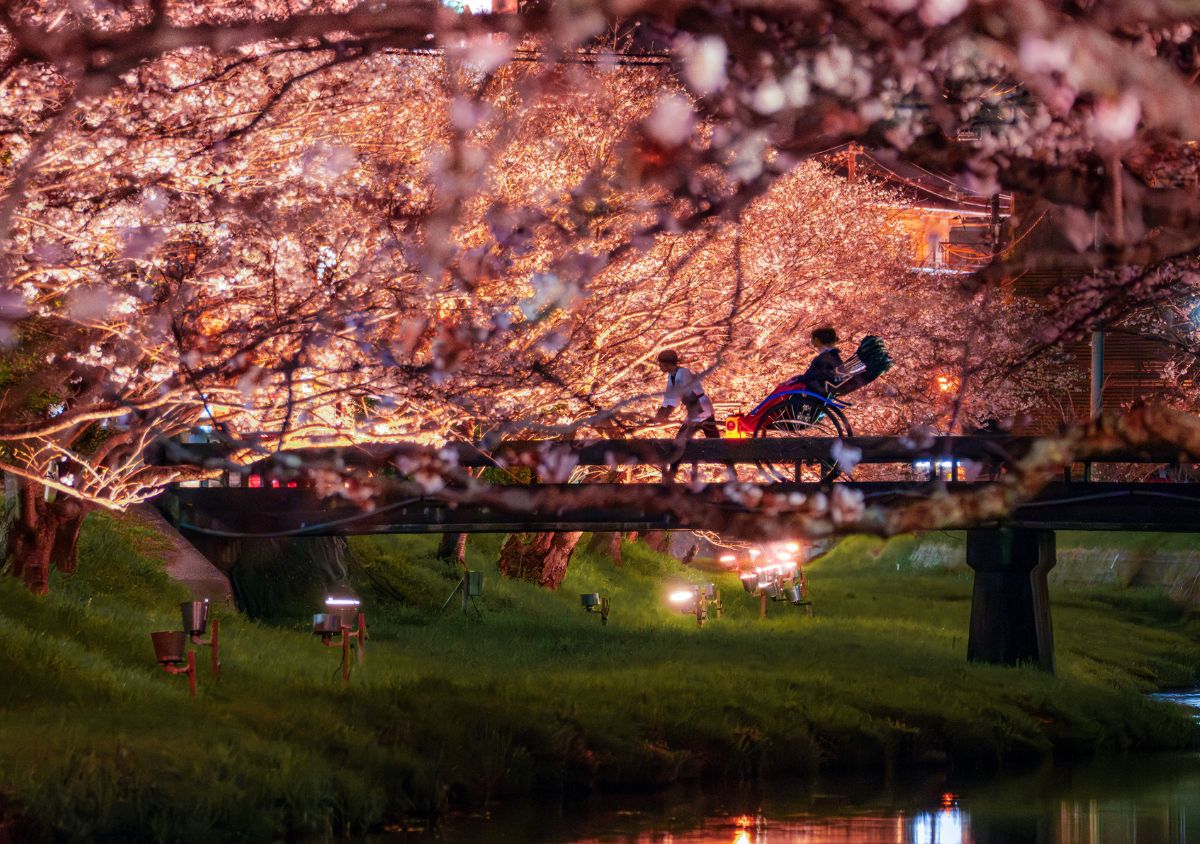 【1日2組限定】400本の桜並木を人力車で巡る♡島根・玉造温泉の極上お花見体験